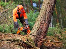 How Our Tree Care Process Works  in  Bentleyville, PA