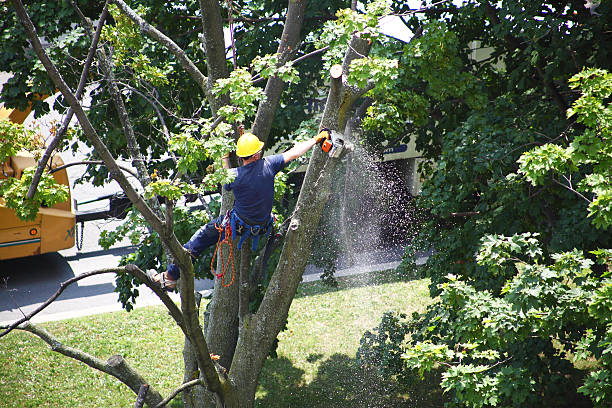 Leaf Removal in Bentleyville, PA