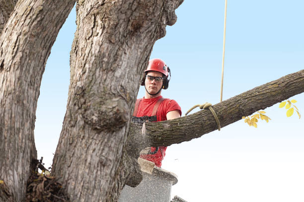 Professional Tree Removal Services in Bentleyville, PA